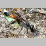 Ammophila sabulosa - Sandwespe 04j 20mm mit Sichelfluegler-Raupe - Drepana falcataria.jpg